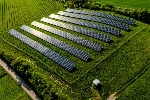  La fotovoltaica como refugio de biodiversidad: UNEF destaca la importancia de los huertos solares