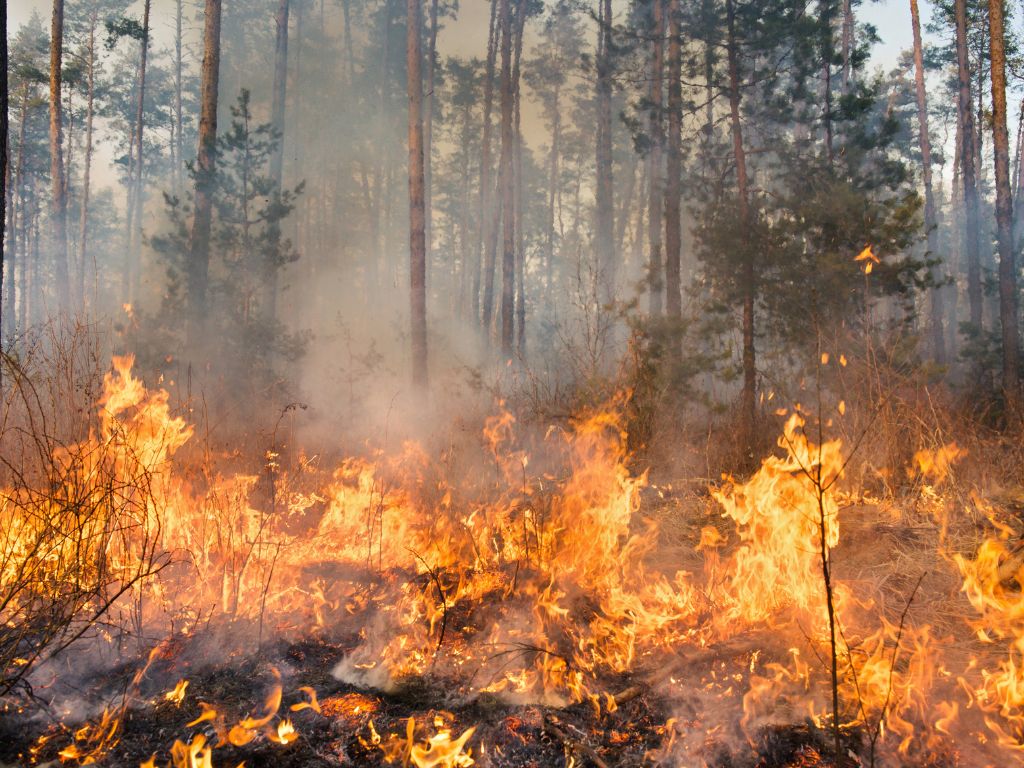 El aprovechamiento de la biomasa podría reducir la superficie quemada por los incendios hasta en un 60%.