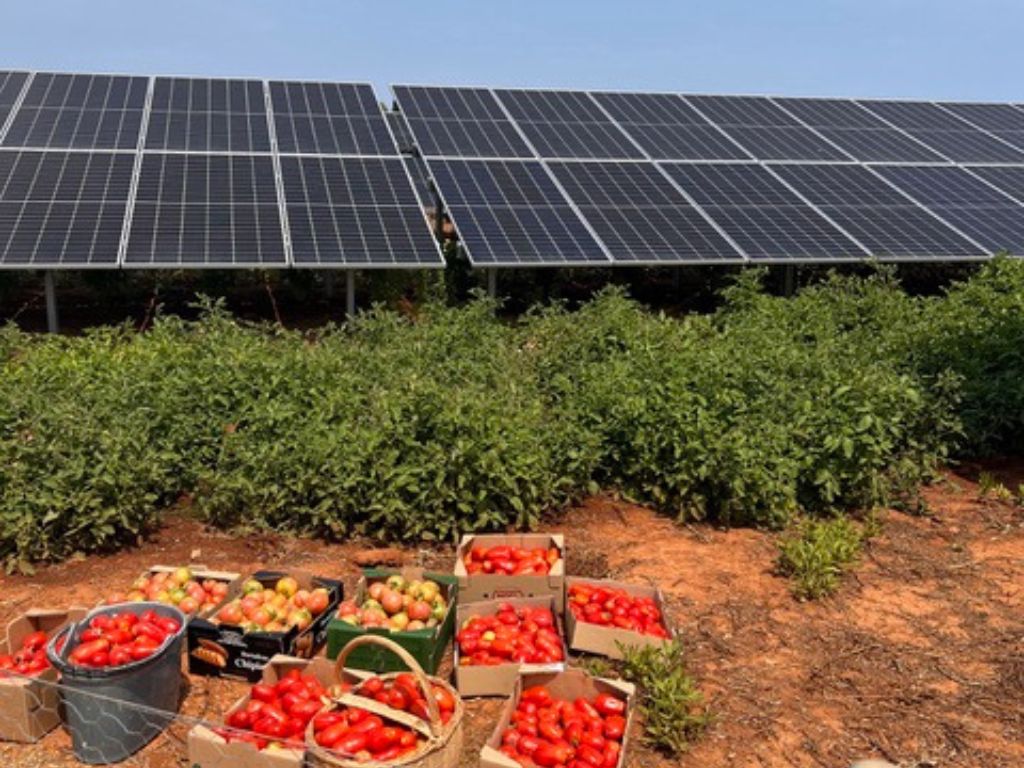 Agrovoltaica: Desarrollo de las actuaciones agrarias en el parque agrovoltaico Son Moro (Mallorca).