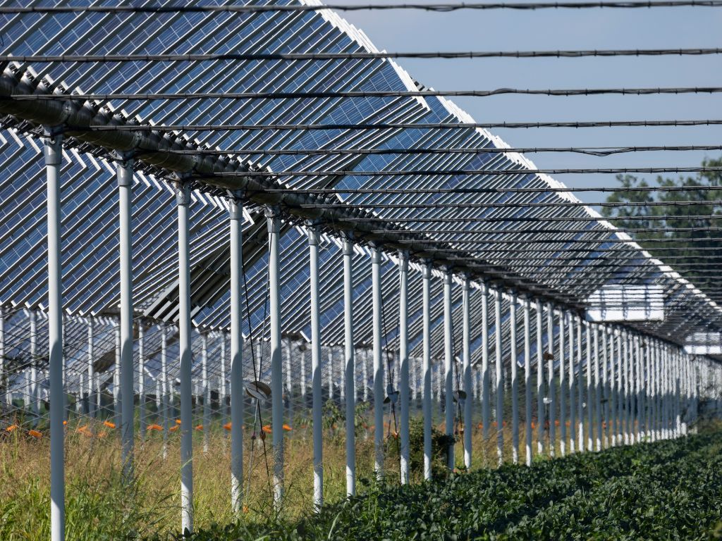 agrovoltaicas