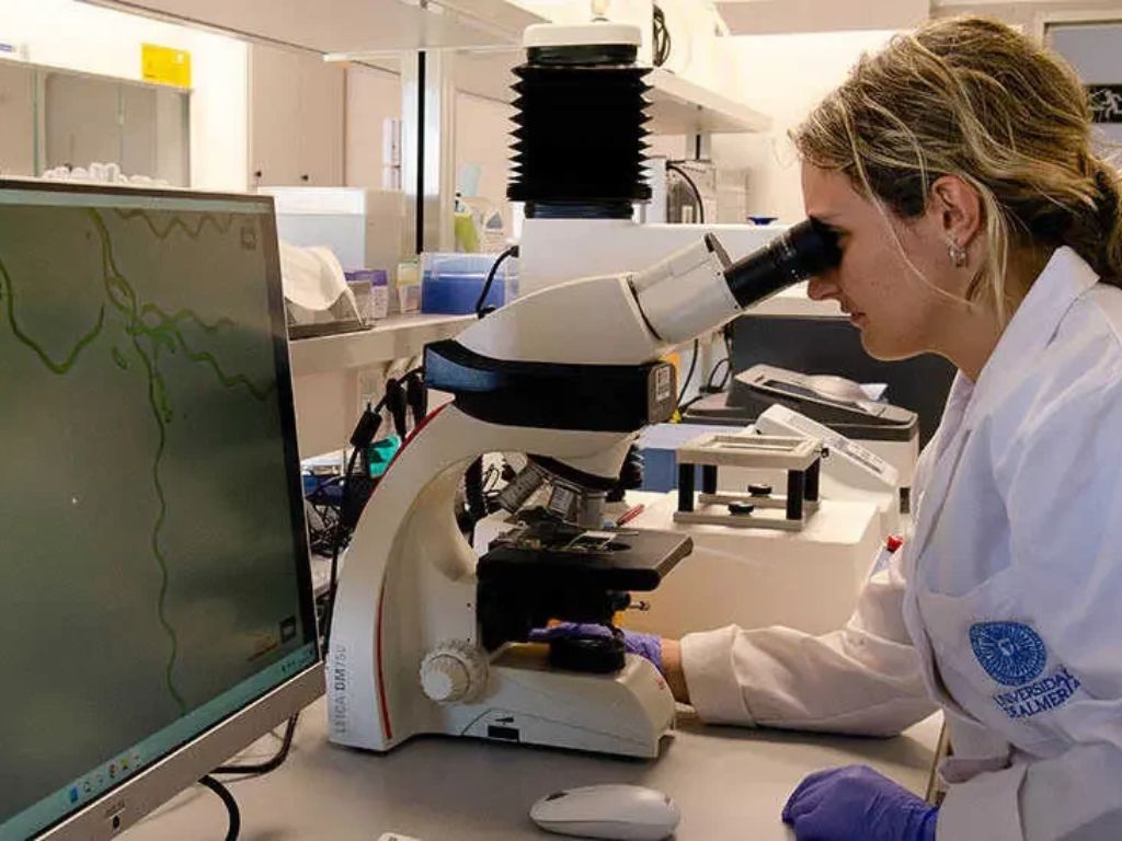 Una investigadora de la Universidad de Almería observa a través de un microscopio.

